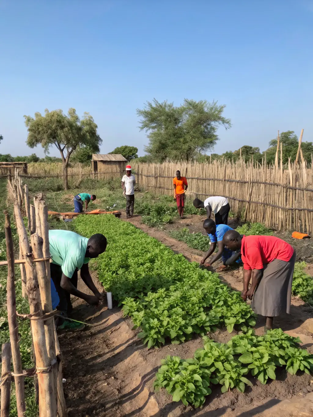 A vibrant community garden in South Sudan, supported by WBACS, with women tending to various crops using climate-smart farming techniques.